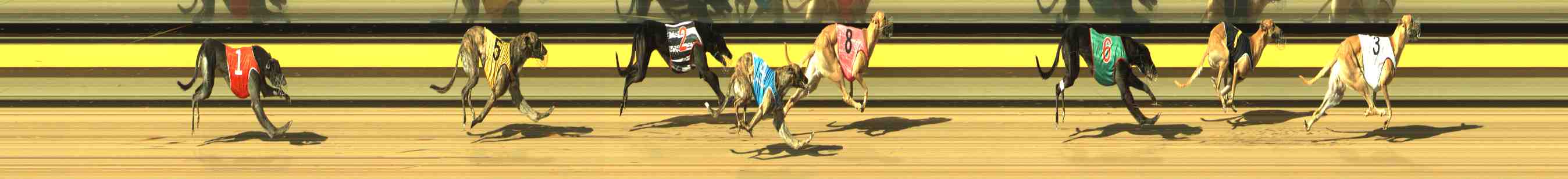 Photo finish for Horsham Race 11