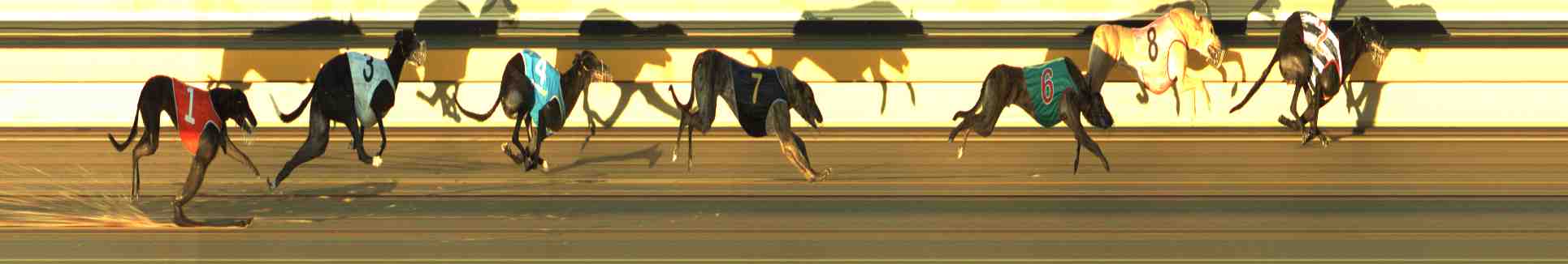 Photo finish for Horsham Race 7
