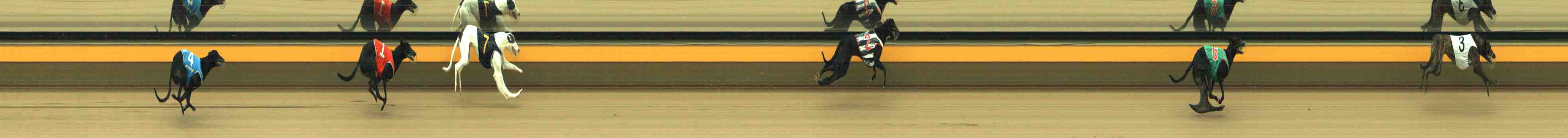 Photo finish for Horsham Race 3