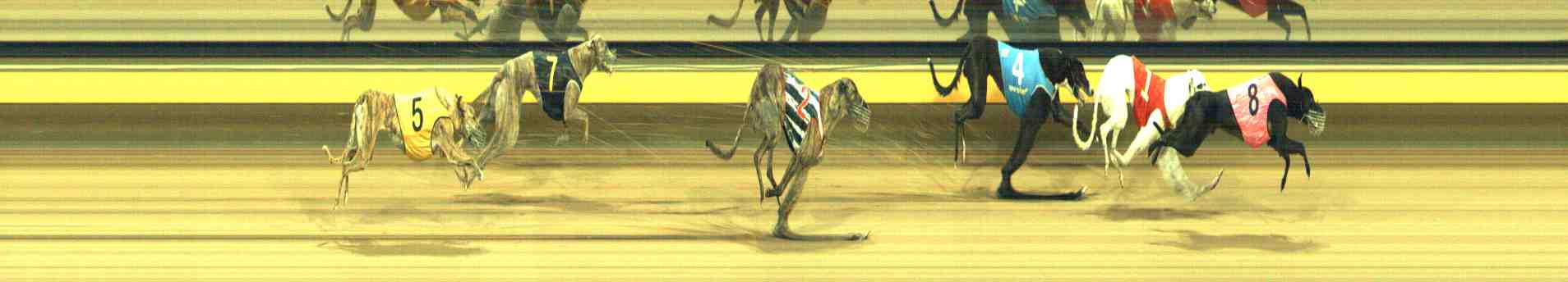 Photo finish for Horsham Race 12