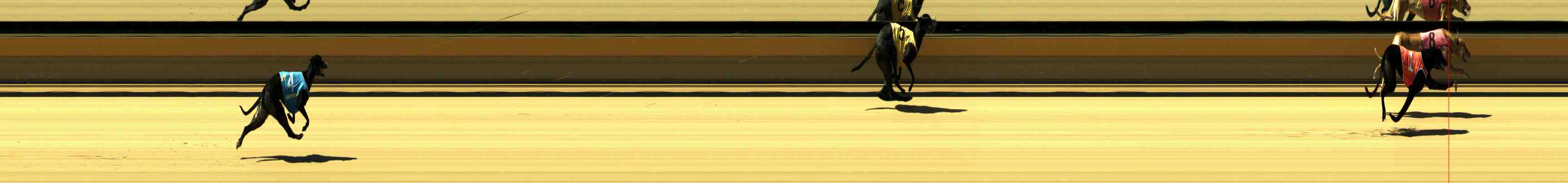 Photo finish for Horsham Race 4