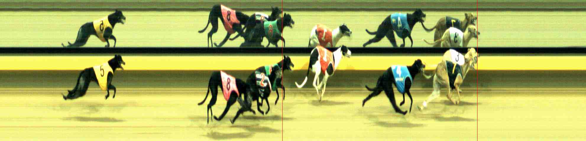 Photo finish for Horsham Race 13