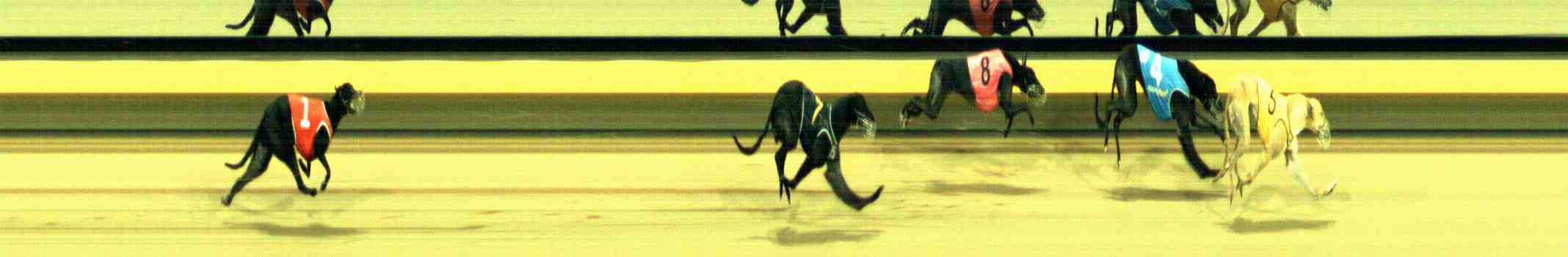 Photo finish for Horsham Race 4