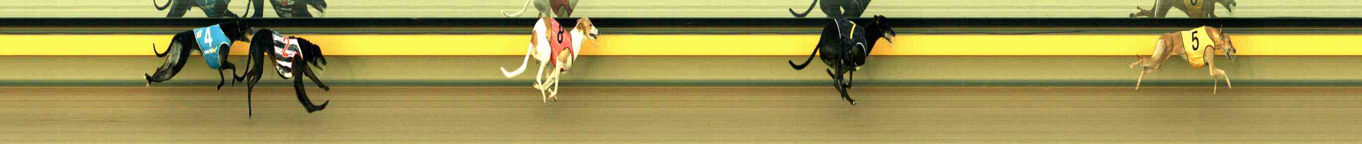 Photo finish for Horsham Race 8