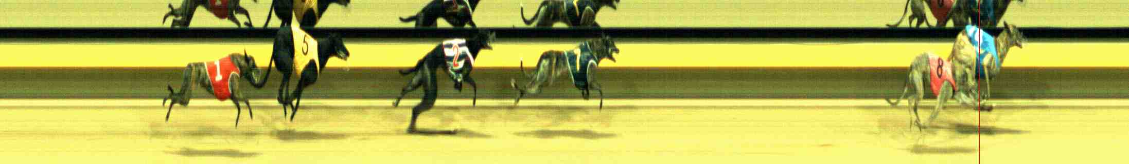Photo finish for Horsham Race 11