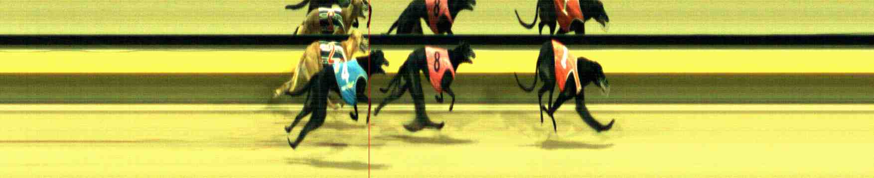 Photo finish for Horsham Race 12
