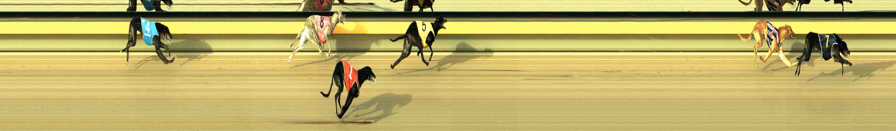 Photo finish for Horsham Race 4
