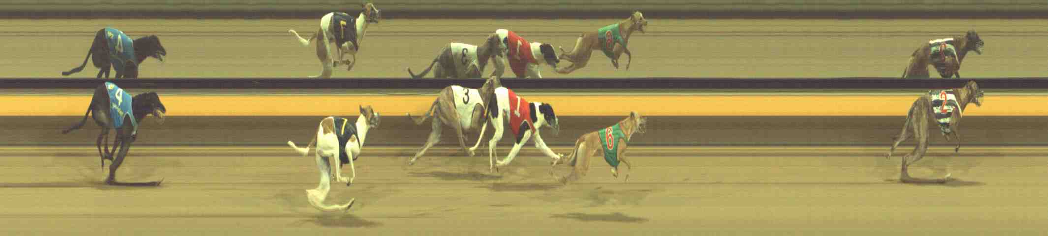 Photo finish for Horsham Race 12