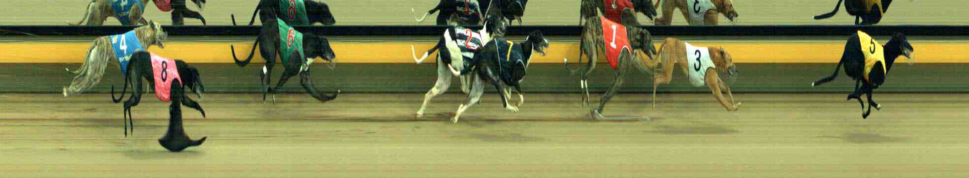 Photo finish for Horsham Race 6
