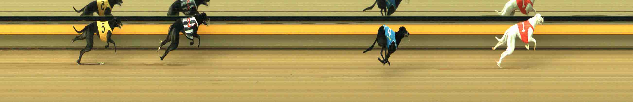 Photo finish for Horsham Race 1