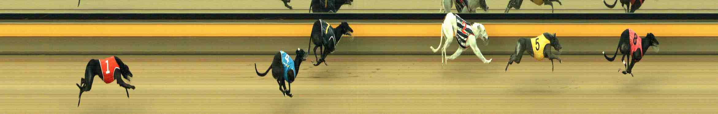 Photo finish for Horsham Race 4