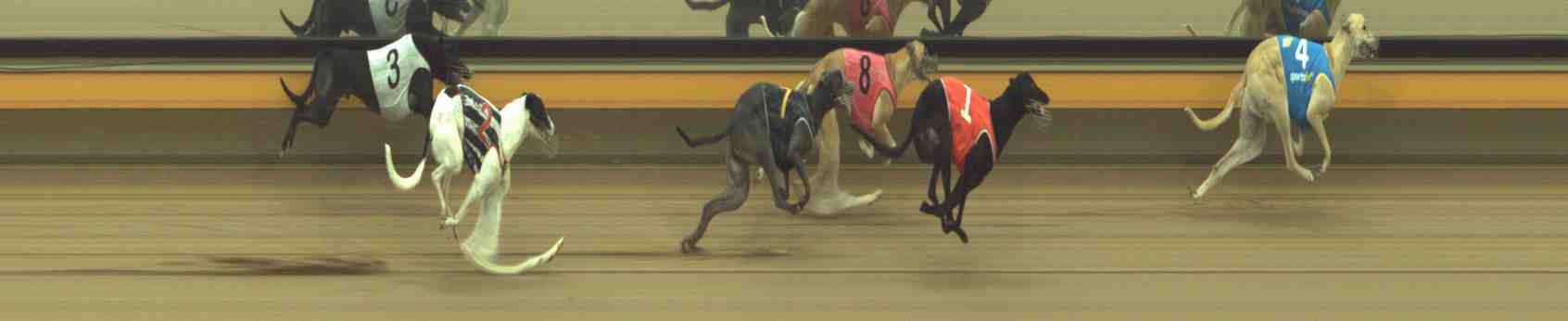Photo finish for Horsham Race 8