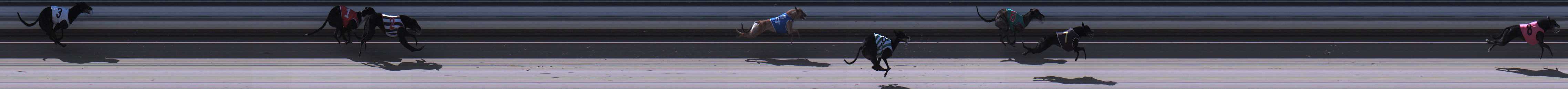 Photo finish for Sale Race 8