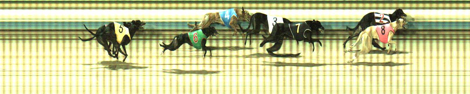 Photo finish for Sale Race 12