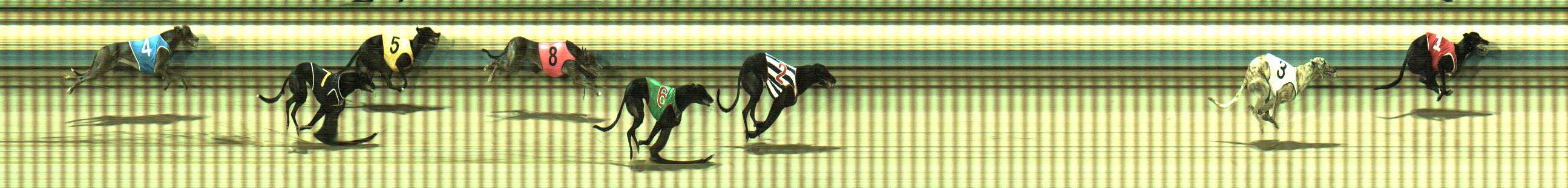 Photo finish for Sale Race 9