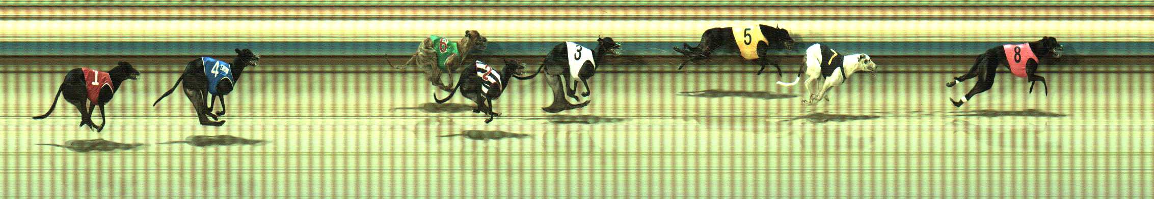 Photo finish for Sale Race 10