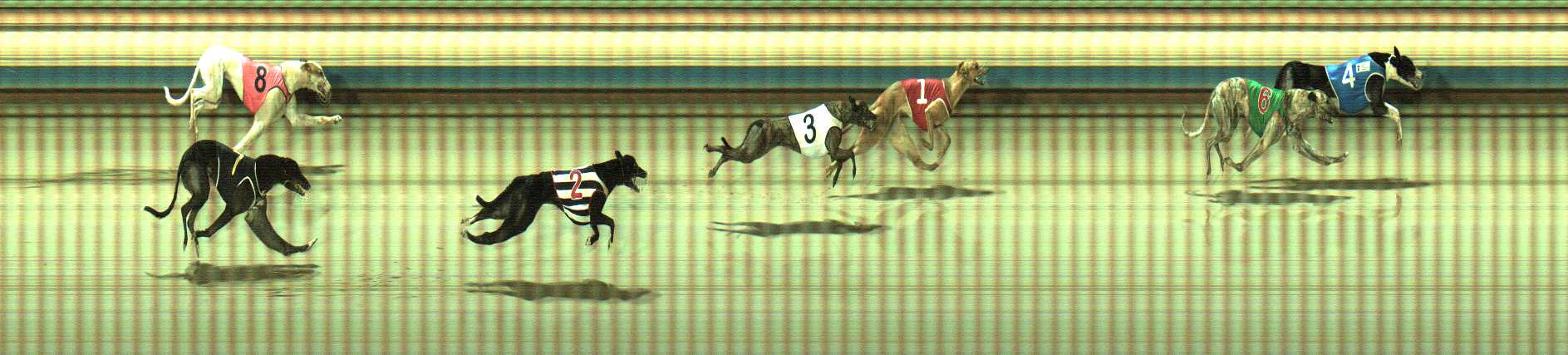 Photo finish for Sale Race 12