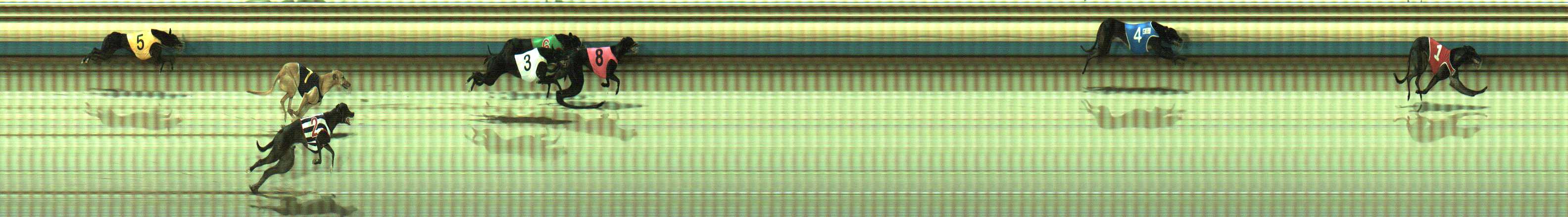 Photo finish for Sale Race 1