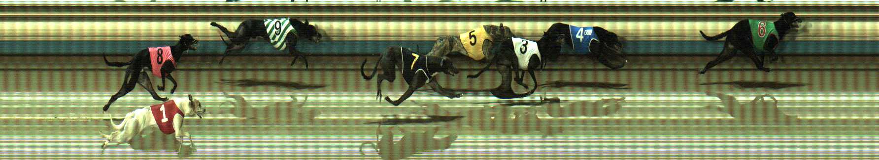 Photo finish for Sale Race 11