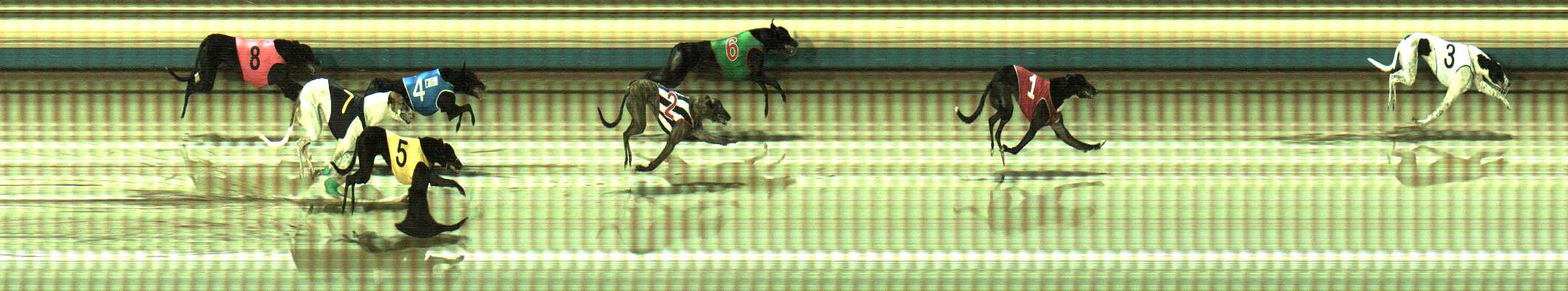 Photo finish for Sale Race 12