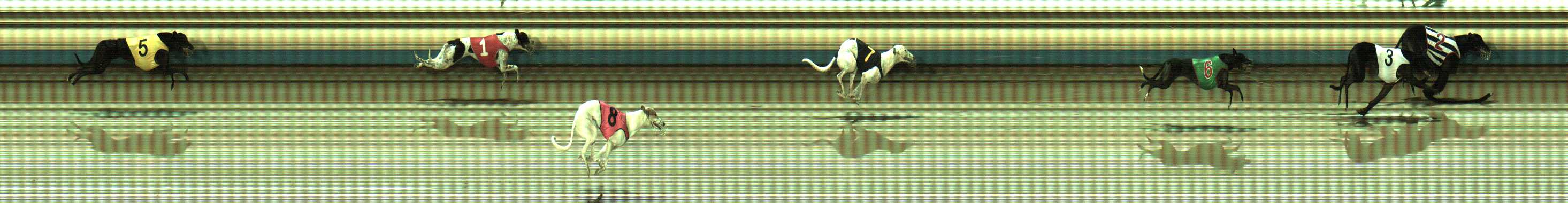 Photo finish for Sale Race 5