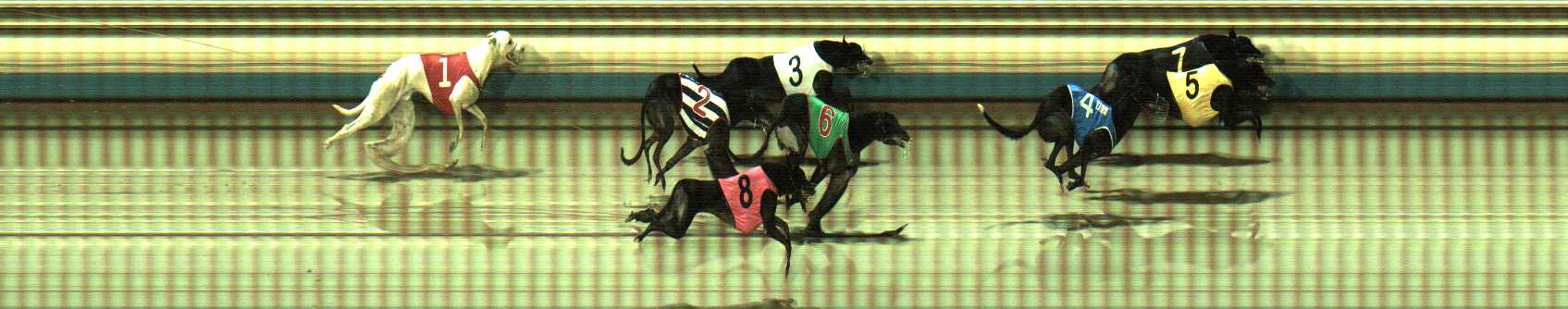 Photo finish for Sale Race 8