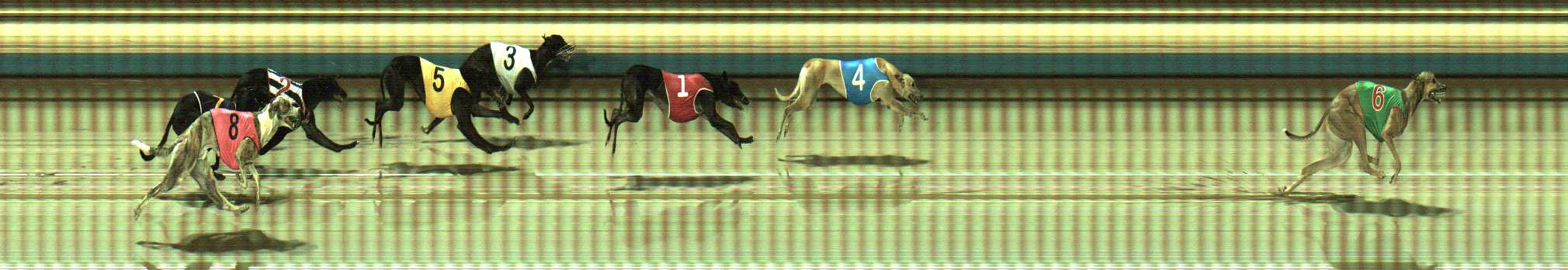 Photo finish for Sale Race 9