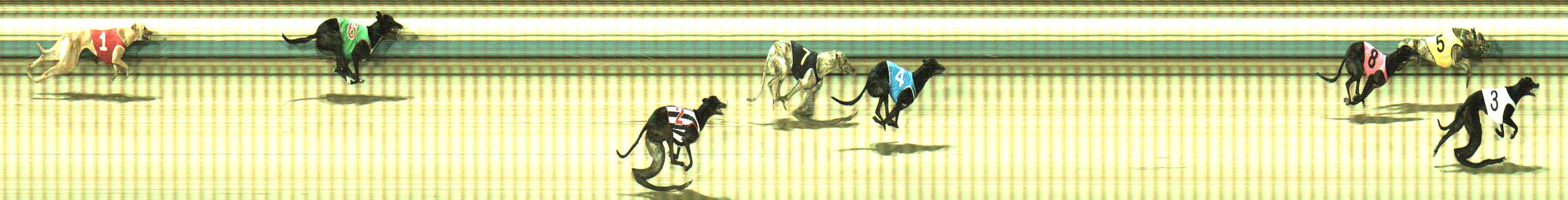 Photo finish for Sale Race 9