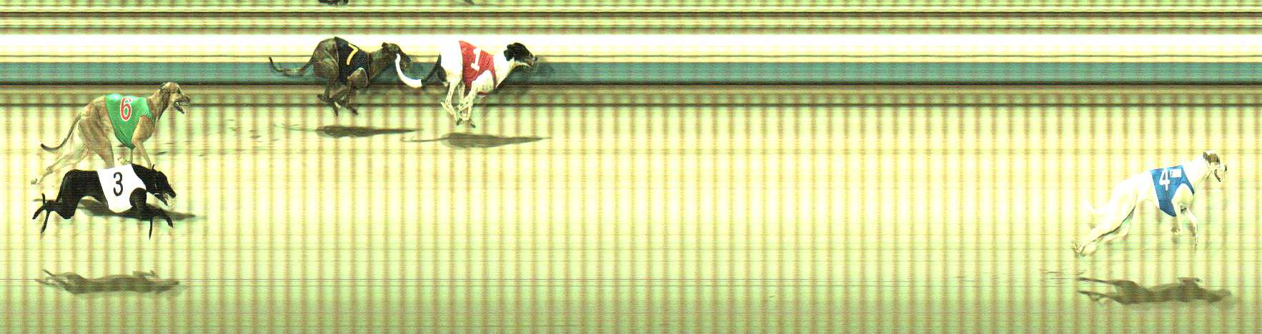 Photo finish for Sale Race 11