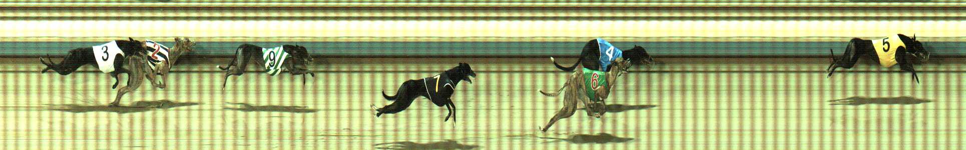 Photo finish for Sale Race 11