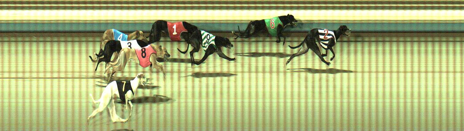 Photo finish for Sale Race 8