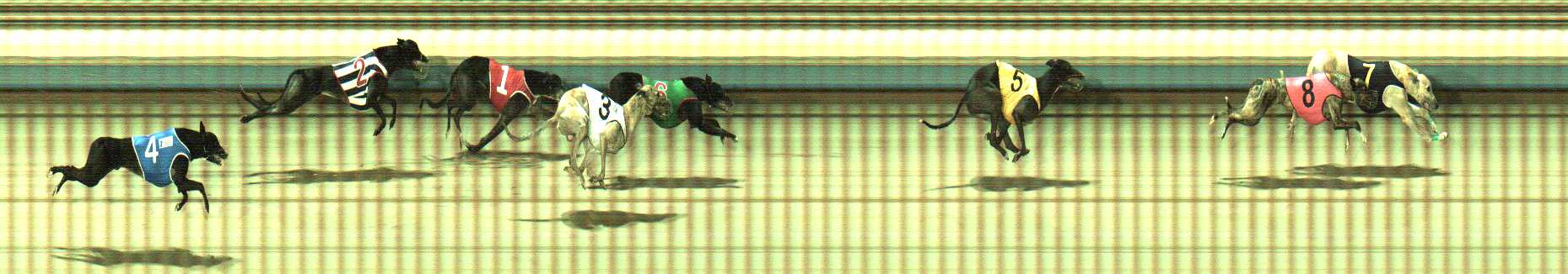 Photo finish for Sale Race 9