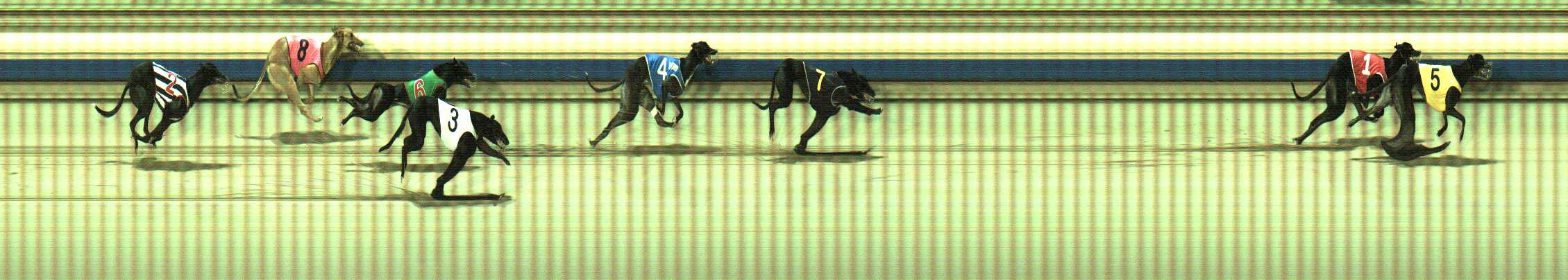 Photo finish for Sale Race 8