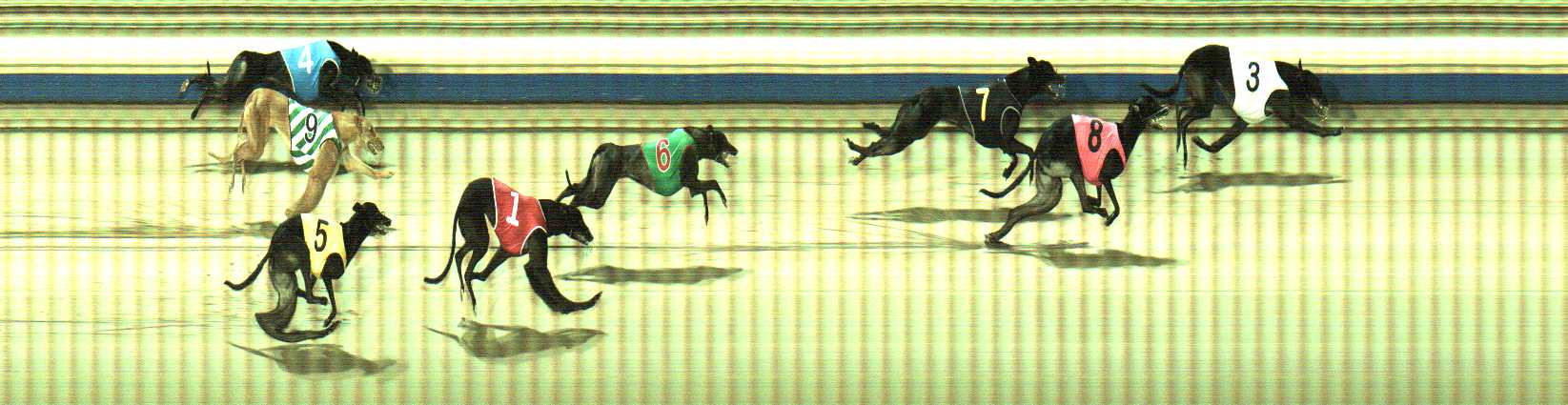 Photo finish for Sale Race 12