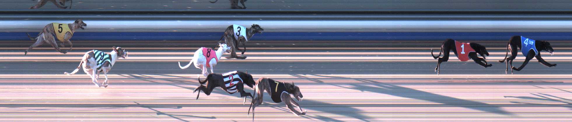 Photo finish for Sale Race 1