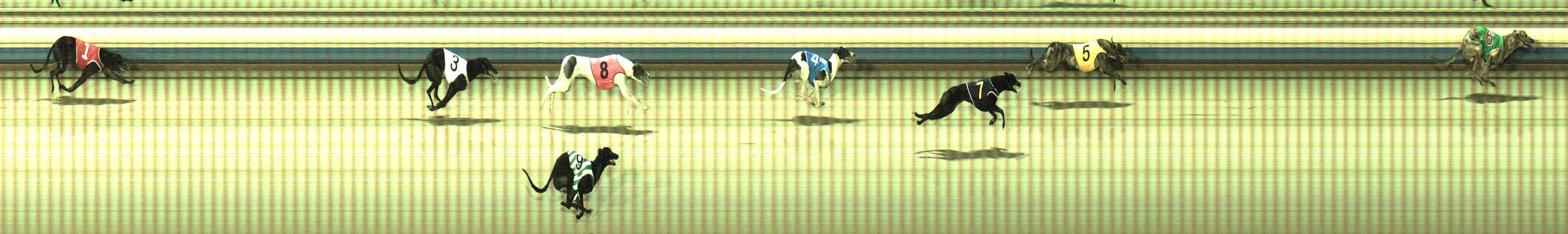 Photo finish for Sale Race 10