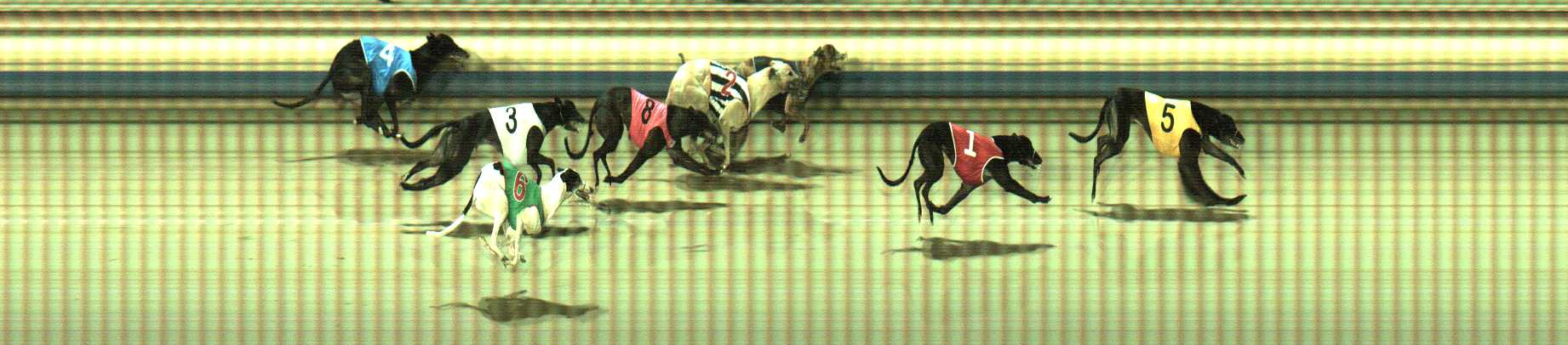 Photo finish for Sale Race 4