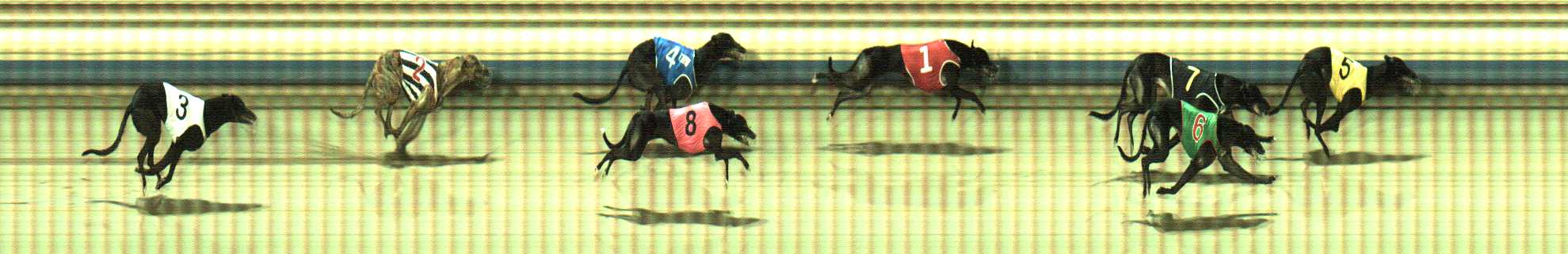 Photo finish for Sale Race 5