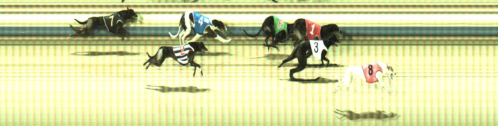 Photo finish for Sale Race 8