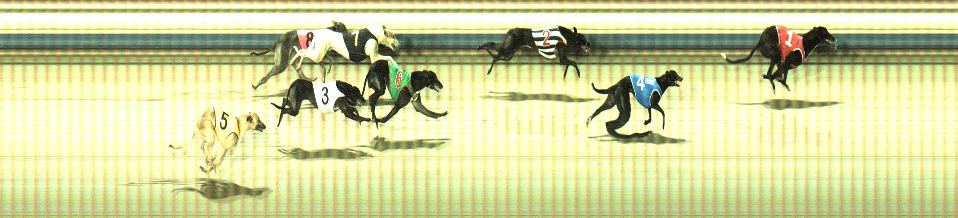 Photo finish for Sale Race 11