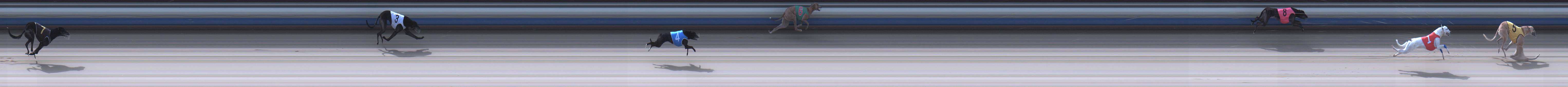 Photo finish for Sale Race 10