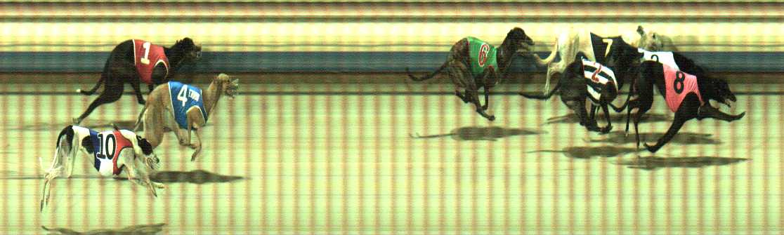 Photo finish for Sale Race 11