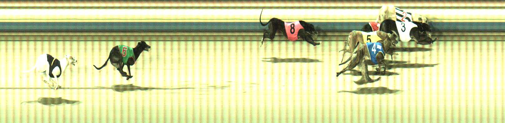 Photo finish for Sale Race 11