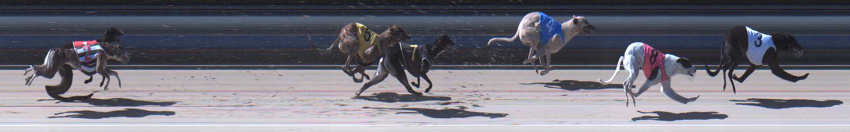 Photo finish for Sale Race 11