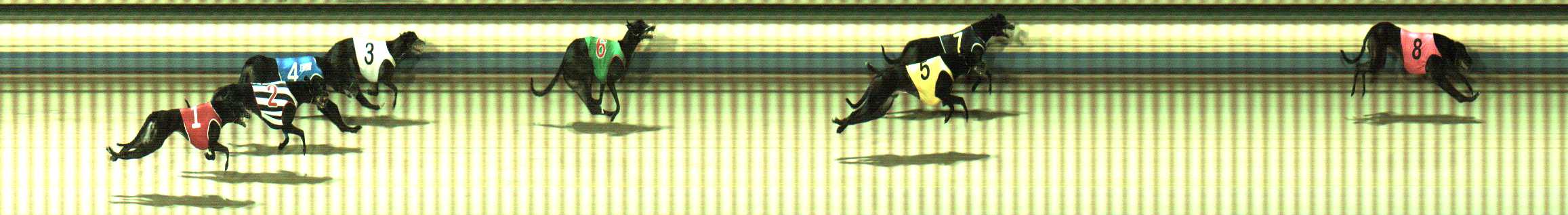 Photo finish for Sale Race 7