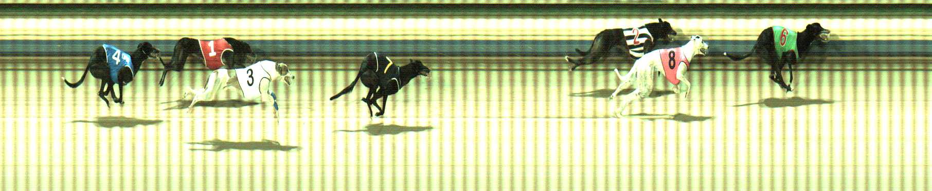 Photo finish for Sale Race 8
