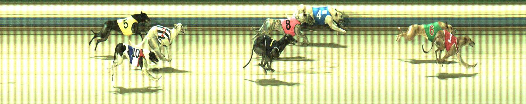 Photo finish for Sale Race 11