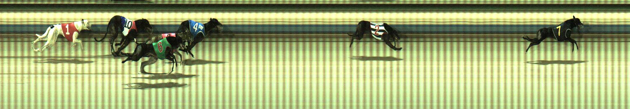 Photo finish for Sale Race 12