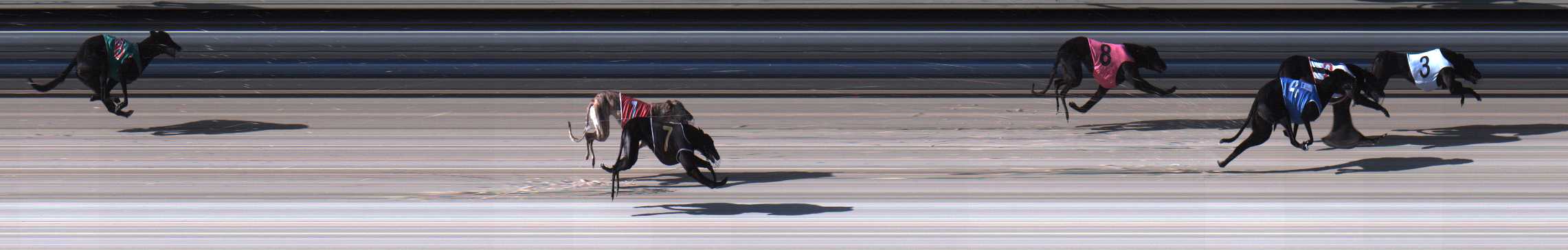 Photo finish for Sale Race 1