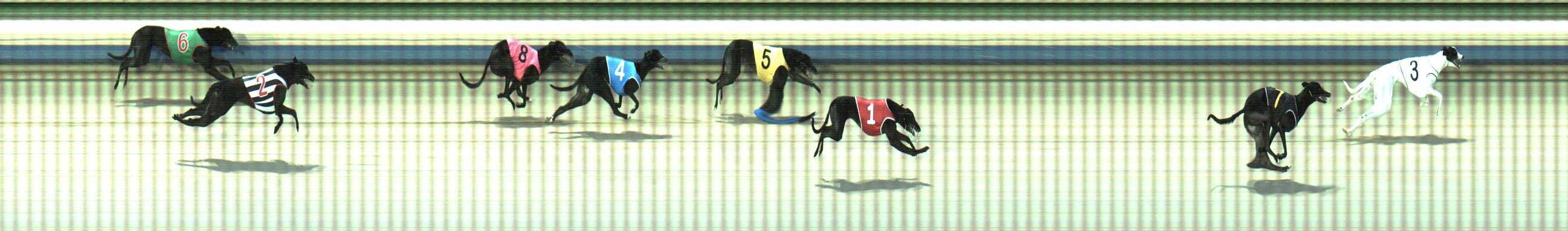 Photo finish for Sale Race 6